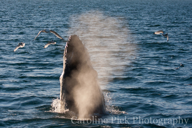Humpback whale (Megaptera novaeangliae) breaching surface at Svalbard.