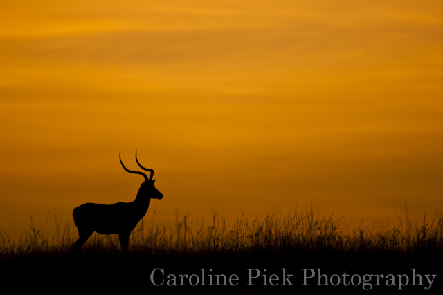 Impala (Aepyceros melampus petersi) bij zonsopkomst