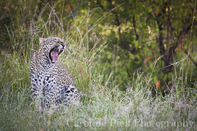 Gapende luipaard (Panthera pardus) in bedauwd veld 