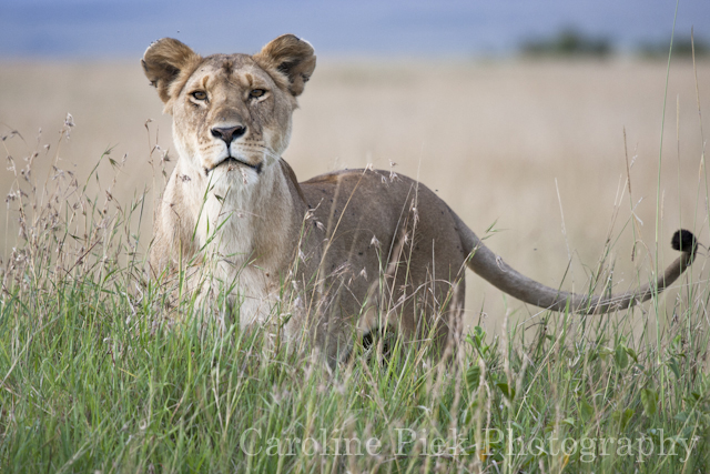 Lioness (Panthera Leo) standing in high grass