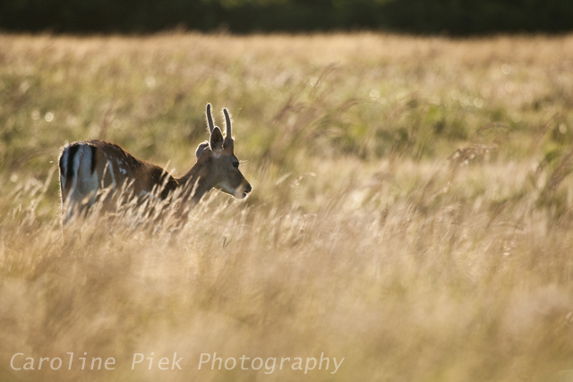 Fallow Deer (Dama dama) buck standing in grassland