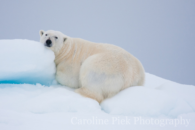 Ijsbeer (Ursus maritimus) op het pakijs in Spitsbergen. Polar bear (Ursus maritimus) on the sea ice.